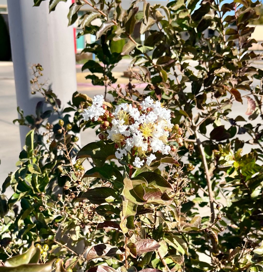 Autumn Flower