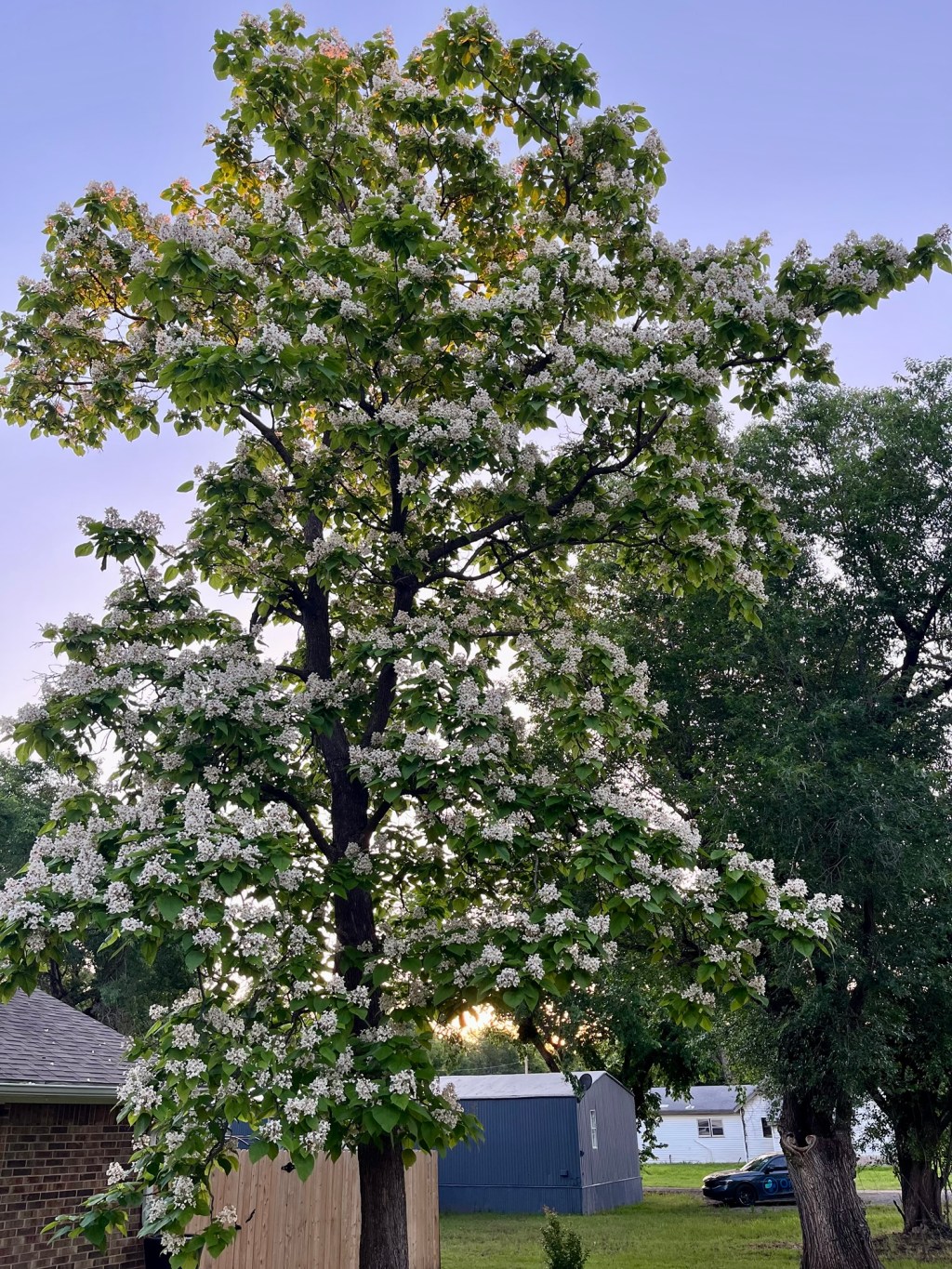 Spring Song |&nbsp;Haiku